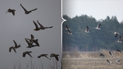 Понад 20 видів птахів, з-поміж яких червонокнижні, виявили під час обліку у парку на Рівненщині Понад 20 видів птахів, з-поміж яких червонокнижні, виявили під час обліку у парку на Рівненщині