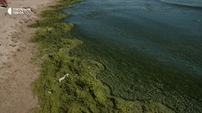 Водорості на одеських пляжах: чому їх стає більше і як це впливає на Чорне море Водорості на одеських пляжах: чому їх стає більше і як це впливає на Чорне море