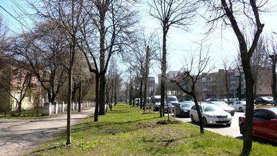 Липи, декоративні верби та платани: у Вінниці висаджують нові дерева Липи, декоративні верби та платани: у Вінниці висаджують нові дерева