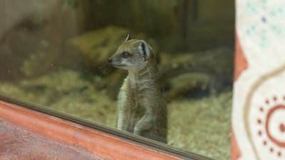 "Грайливі, але боязкі": у зоопарку Черкас народилася трійня жовтих мангуст "Грайливі, але боязкі": у зоопарку Черкас народилася трійня жовтих мангуст