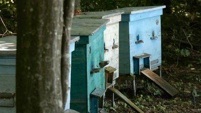 Пасіка, на Тернопільщині загинули бджоли, 17 липня 2026 року Пасіка, на Тернопільщині загинули бджоли, 17 липня 2026 року
