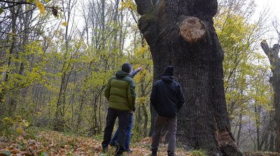 Третина кореневої системи відмерла: як на Черкащині "живе" тисячолітній дуб Третина кореневої системи відмерла: як на Черкащині "живе" тисячолітній дуб