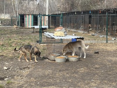 Собаки, притулок "Дім Сірка" Собаки, притулок "Дім Сірка"