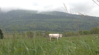 Корова пасеться Корова пасеться