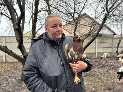 До села на Житомирщині прилетів пелікан: чи відпустять на волю До села на Житомирщині прилетів пелікан: чи відпустять на волю