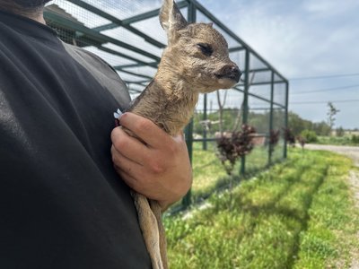 "Бігає за мною як за мамкою": як осовоюється в екопарку знайдене на Полтавщині дитинча козулі "Бігає за мною як за мамкою": як осовоюється в екопарку знайдене на Полтавщині дитинча козулі
