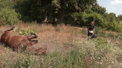 Врятувала коня від смерті: як черкащанка здійснила мрію стати вершницею Врятувала коня від смерті: як черкащанка здійснила мрію стати вершницею