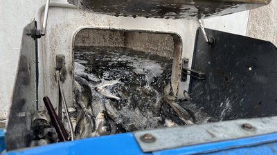Дністровський лиман зарибили понад 28 тонн риби вперше за 13 років Дністровський лиман зарибили понад 28 тонн риби вперше за 13 років