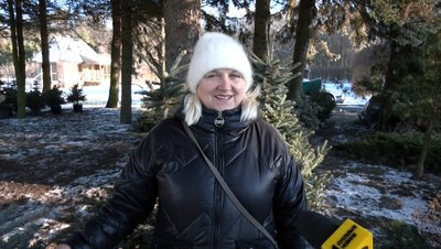 Частіше купують у горщиках: які новорічні дерева обирають волиняни Частіше купують у горщиках: які новорічні дерева обирають волиняни