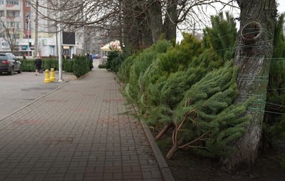 Ставлять до Миколая: у Черкасах розпочали роботу ялинкові ярмарки Ставлять до Миколая: у Черкасах розпочали роботу ялинкові ярмарки