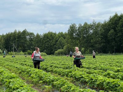 "Вирощування суниці — частина мого життя" — підприємець про релокацію бізнесу на Житомирщину "Вирощування суниці — частина мого життя" — підприємець про релокацію бізнесу на Житомирщину