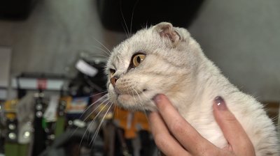 Змінила російське громадянство на українське: у Черкасах живе кішка Суджа Змінила російське громадянство на українське: у Черкасах живе кішка Суджа