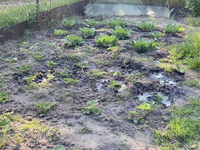 Як капуста відходить від заморозків на Полтавщині Як капуста відходить від заморозків на Полтавщині