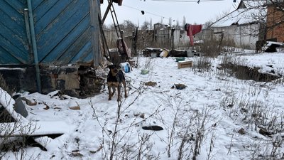 Собака, покинута у Білому Колодязі, лютий 2025 року