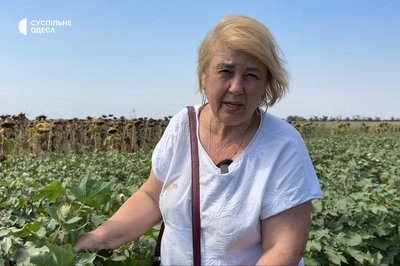 На Одещині вирощують український сорт бавовнику, насіння якого вивезли з окупованої Херсонщини На Одещині вирощують український сорт бавовнику, насіння якого вивезли з окупованої Херсонщини