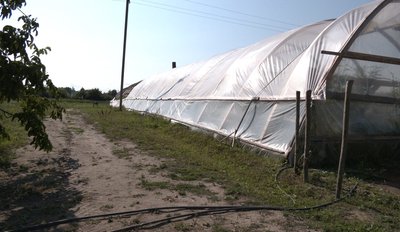 Чорниж — волинська столиця огірків Чорниж — волинська столиця огірків