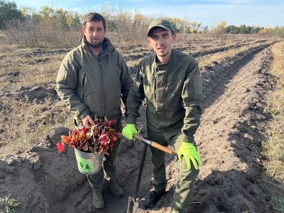 Відновлюють ліс після пожежі. На Дніпропетровщині висадили сіянці червоного дуба та сосни Відновлюють ліс після пожежі. На Дніпропетровщині висадили сіянці червоного дуба та сосни