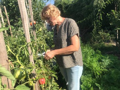 Догляд за помідорами у відкритому ґрунті — досвід городниці з Житомира Догляд за помідорами у відкритому ґрунті — досвід городниці з Житомира