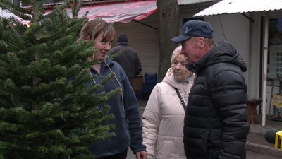 "Ці ялинки цьогоріч будуть хітом сезону": у Рівному розпочали продаж новорічних дерев "Ці ялинки цьогоріч будуть хітом сезону": у Рівному розпочали продаж новорічних дерев