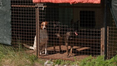 Лікує, вакцинує і шукає родини: кропивничанка створила притулок для котів і собак