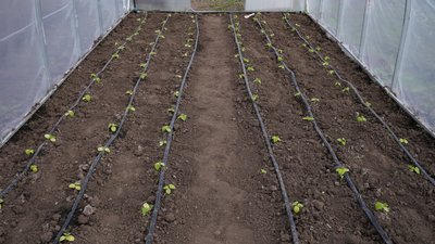 Школяр із Миколаївщини облаштував теплиці та вирощує овочі Школяр із Миколаївщини облаштував теплиці та вирощує овочі