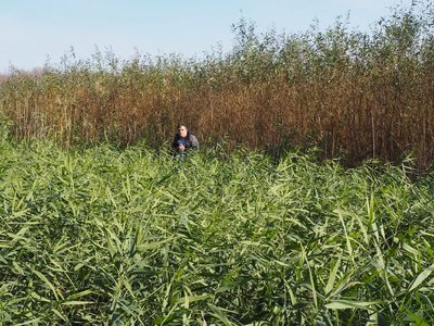 Наслідки підриву Каховської ГЕС: як змінився клімат та врожаї на Херсонщині Наслідки підриву Каховської ГЕС: як змінився клімат та врожаї на Херсонщині