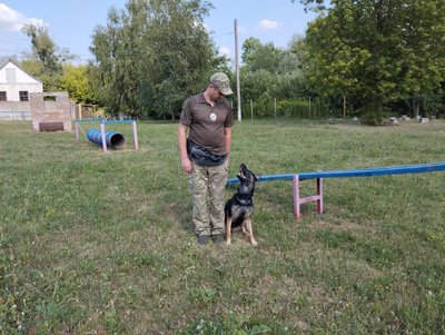 Як уберегти собак від спеки: поради полтавських кінологів Як уберегти собак від спеки: поради полтавських кінологів
