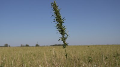 Екоутеплювач, канати, олія й медикаменти: на Чернігівщині збирають урожай промислових конопель Екоутеплювач, канати, олія й медикаменти: на Чернігівщині збирають урожай промислових конопель