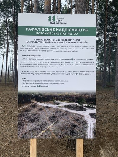 "Нещадно знищили": як відновлюють ліс після найбільшої в Україні незаконної вирубки на Рівненщині "Нещадно знищили": як відновлюють ліс після найбільшої в Україні незаконної вирубки на Рівненщині
