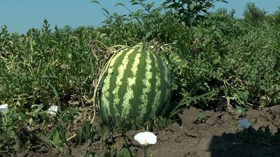 Через спеку доспіли раніше: на Вінниччині збирають врожай баштанних