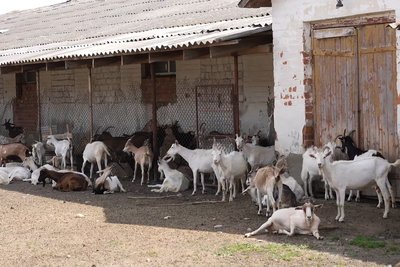 Поголів’я кіз, які живуть на екофермі в селі Стрілецький Кут Поголів’я кіз, які живуть на екофермі в селі Стрілецький Кут