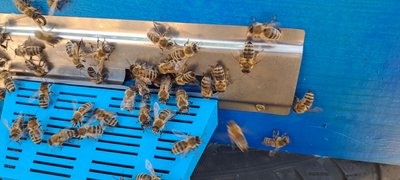 Бджоли пасічник Роман Бурджанадзе бджоляр переселенець Сєвєродонецьк Луганщина мед Павлоградський район Дніпропетровська область 29 серпня 2024 рік Бджоли пасічник Роман Бурджанадзе бджоляр переселенець Сєвєродонецьк Луганщина мед Павлоградський район Дніпропетровська область 29 серпня 2024 рік
