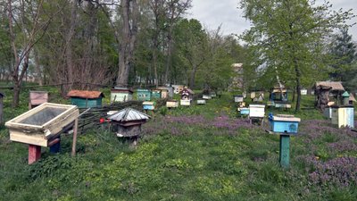 "Бортництво. Глядіння пчіл по-Баївськи": як на Волині бережуть нематеріальну культурну спадщину "Бортництво. Глядіння пчіл по-Баївськи": як на Волині бережуть нематеріальну культурну спадщину