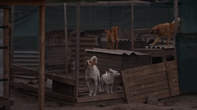 Сміття, гризуни та сморід: жителі Вишневого на Дніпропетровщині скаржаться на звалище поблизу притулку для тварин