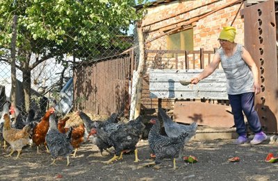 Жінка годує курей Жінка годує курей