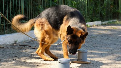 Службовий пес Церон Службовий пес Церон