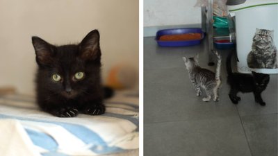 Пройшли адаптацію: у Черкасах шукають родини для кошенят та котів евакуйованих з фронту Пройшли адаптацію: у Черкасах шукають родини для кошенят та котів евакуйованих з фронту
