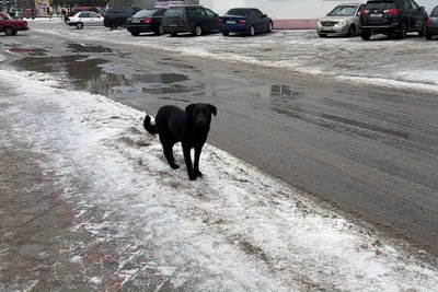 Безпритульна собака у Новоселиці