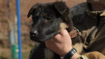 Сем, Лео, Тайфун та Хвоя: у Запоріжжі в кінологічному центрі поліції з’явилися нові чотирилапі помічники Сем, Лео, Тайфун та Хвоя: у Запоріжжі в кінологічному центрі поліції з’явилися нові чотирилапі помічники