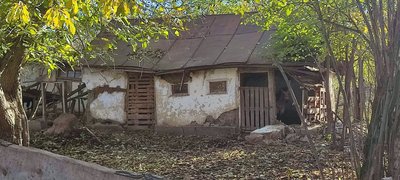 "Бик пасся — здох, три дні лежав на полі", — жителі села на Вінниччині скаржаться на сусідську худобу "Бик пасся — здох, три дні лежав на полі", — жителі села на Вінниччині скаржаться на сусідську худобу