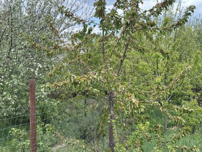 "Цього всього не буде": як заморозки на Полтавщині вплинули на плодові дерева "Цього всього не буде": як заморозки на Полтавщині вплинули на плодові дерева