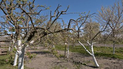 Як квітневі заморозки на Волині вплинули на майбутній врожай фруктових і плодових дерев Як квітневі заморозки на Волині вплинули на майбутній врожай фруктових і плодових дерев