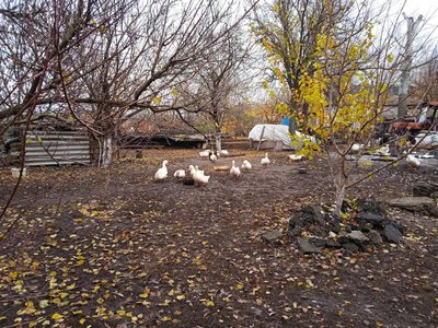 "Не здаю молоко". Чому на Сумщині невигідно утримувати корів "Не здаю молоко". Чому на Сумщині невигідно утримувати корів