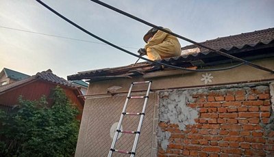 Оси, шершні