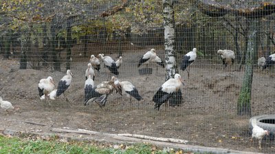 Лелеки, Галицький нацпарк Лелеки, Галицький нацпарк