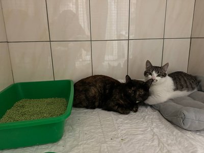 Місяць не могли евакуювати: до Черкас привезли вісьмох котів з Краматорська Місяць не могли евакуювати: до Черкас привезли вісьмох котів з Краматорська