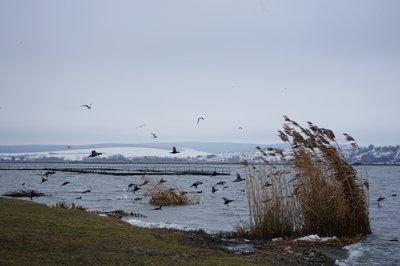 Бурштинське водосховище Бурштинське водосховище