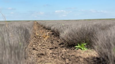 "Мороз вдарив по кореню": на півдні Одещини загинуло лавандове поле