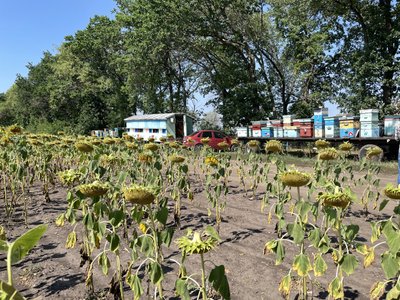 На Полтавщині пасічники завершують збір меду: яким буде урожай 2026-го На Полтавщині пасічники завершують збір меду: яким буде урожай 2026-го