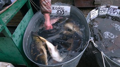 Жива риба на ринку Рівного: які ціни восени та що купують найчастіше Жива риба на ринку Рівного: які ціни восени та що купують найчастіше